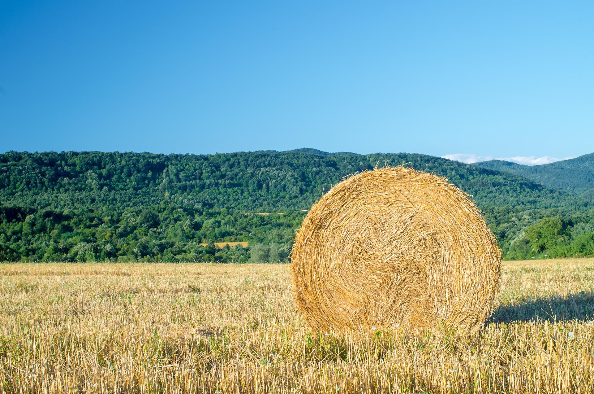 Harvesting hay from a farm. Bale of straw in the field. Outdoor. Food for animals. Close up of a large round roll of hay. The straw rolls in straw stubble. Large roll of hay. Straw bale. Wheat