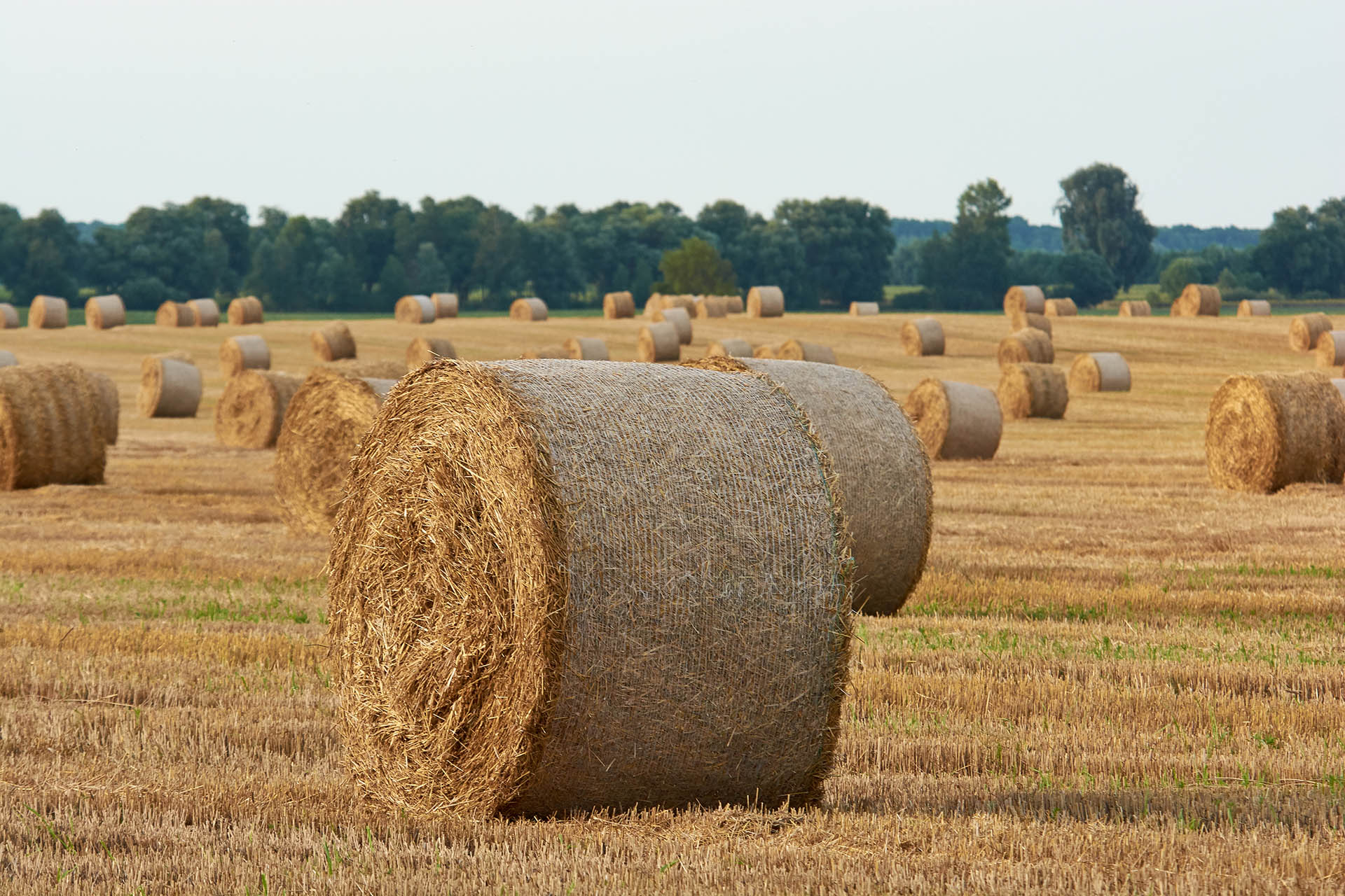 Hay bales on the field