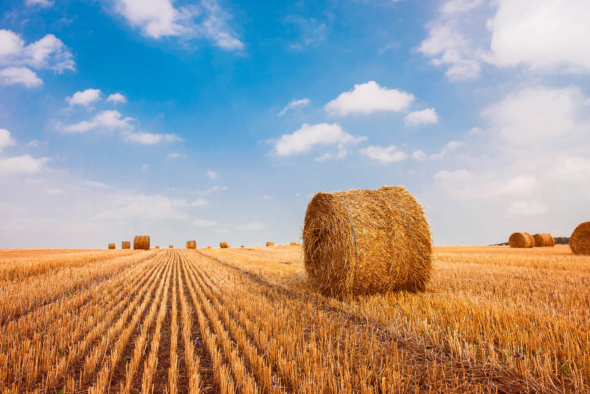 Hay bale. Agriculture field with sky. Rural nature in the farm land. Straw on the meadow. Wheat yellow golden harvest in summer. Countryside natural landscape. Grain crop, harvesting.